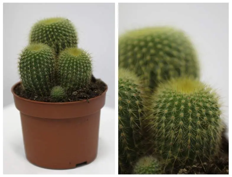 Кактусы и суккуленты