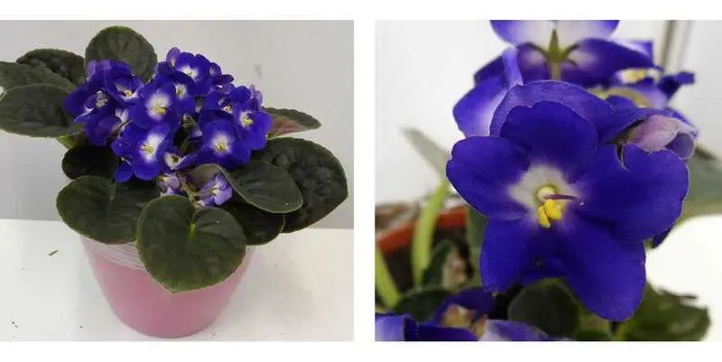 Фиалка тройка Блу 