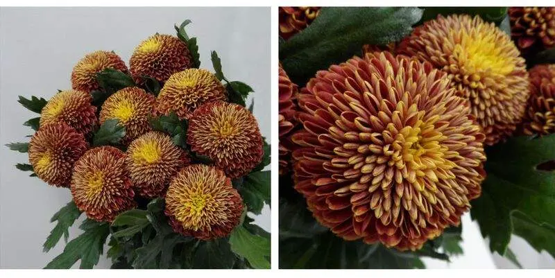 Бронз Зодиак