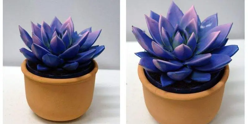 Эхеверия Миранда Блу Д12 Н18