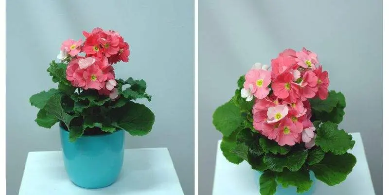 Примула Обконика Д12