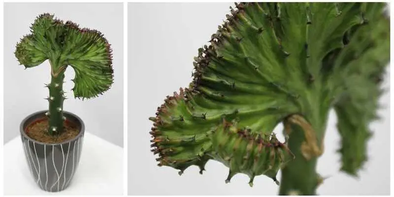 Эуфорбия Кристата Д12